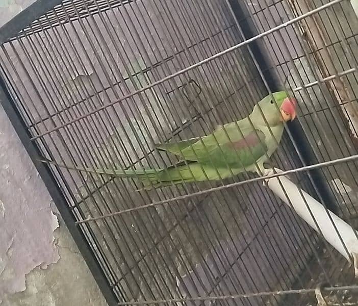 kashmiri raw parrot 1