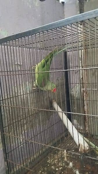 kashmiri raw parrot 3