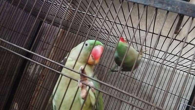 kashmiri raw parrot 5