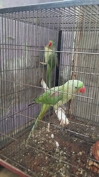 kashmiri raw parrot 6