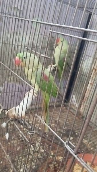 kashmiri raw parrot 7