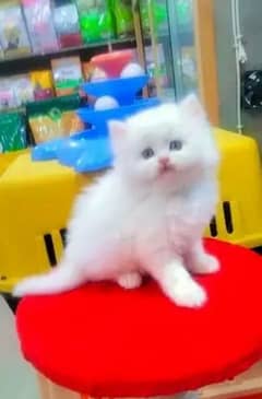 Persian cat for sale my WhatsApp number 03468444939 0