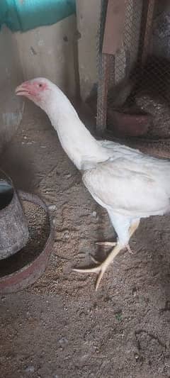 Red Phoenix set eggs laying, white heera white Shamo for sale