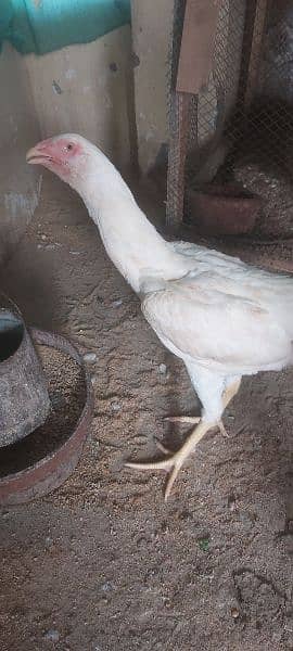 White Shamo  female, Ayam ciyamani young pair ,and white jacobin  f 0