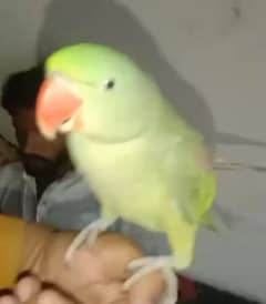 parrot