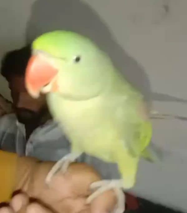 parrot for sale 0