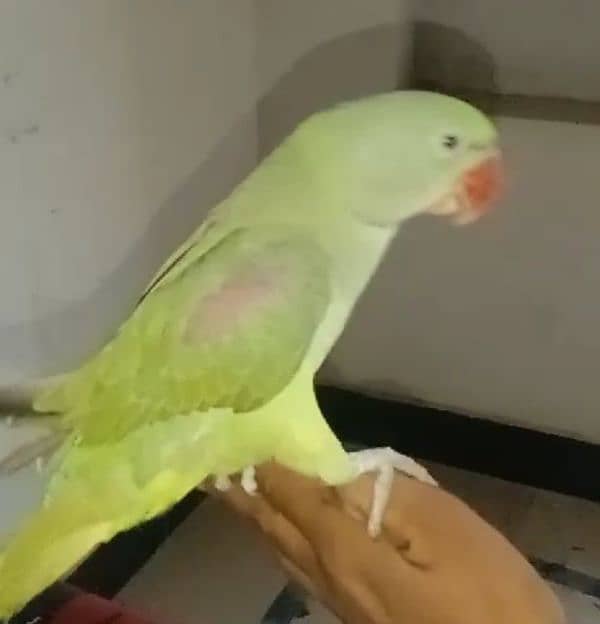 parrot for sale 1