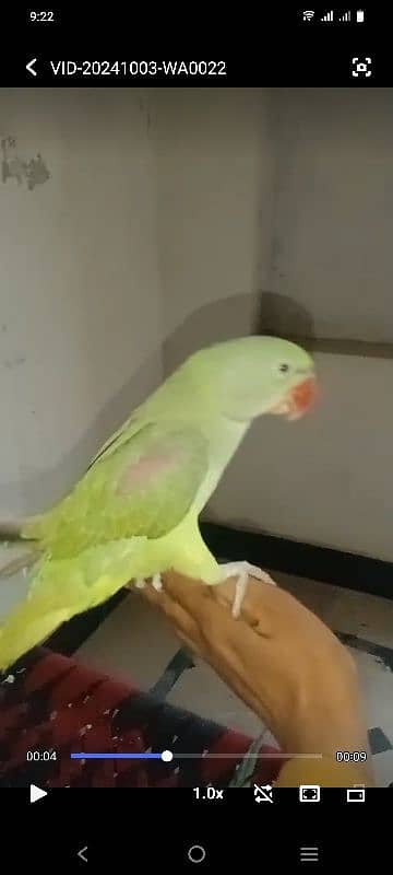 parrot for sale 2