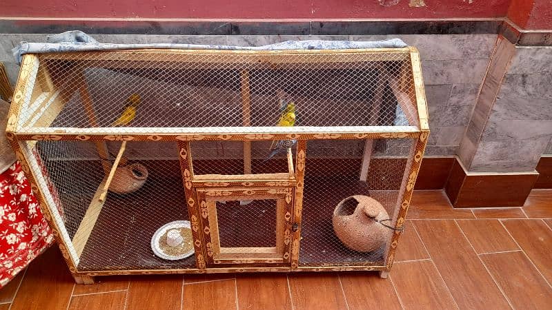 little Parrots for sale 1