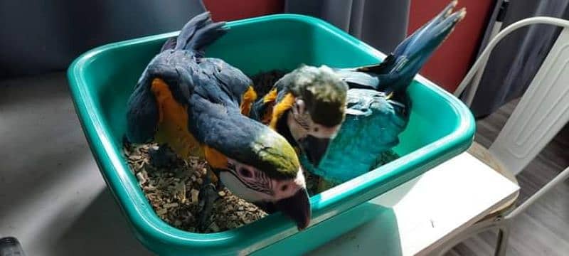 blue macaw parrots chick for sale  03218769078 1