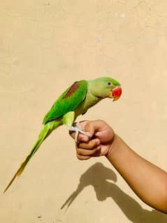 hand tame raw parrot age 6 month