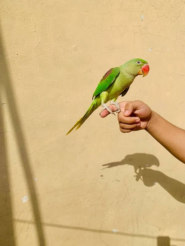 hand tame raw parrot age 6 month 1