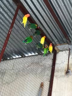 Mix Birds for sale