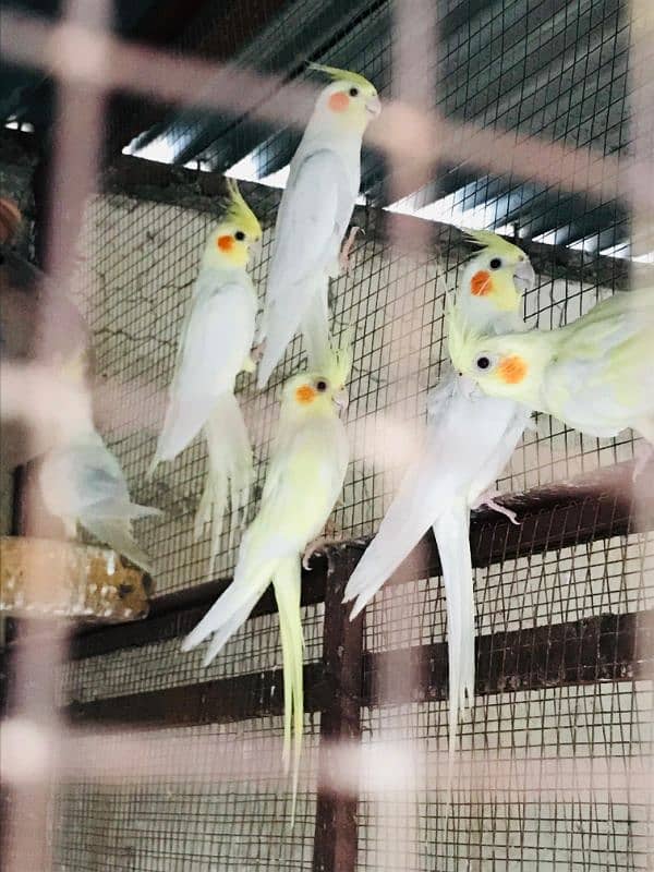 Mix Birds for sale 2