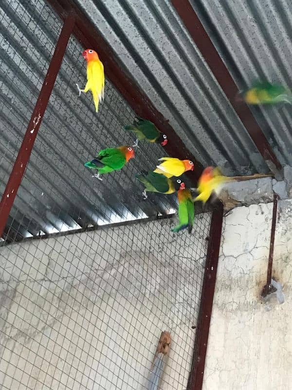 Mix Birds for sale 3