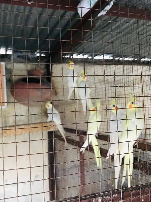 Mix Birds for sale 6