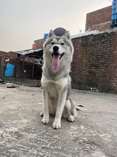 Husky female 0