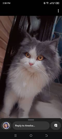 Persian male cat for sale name smily