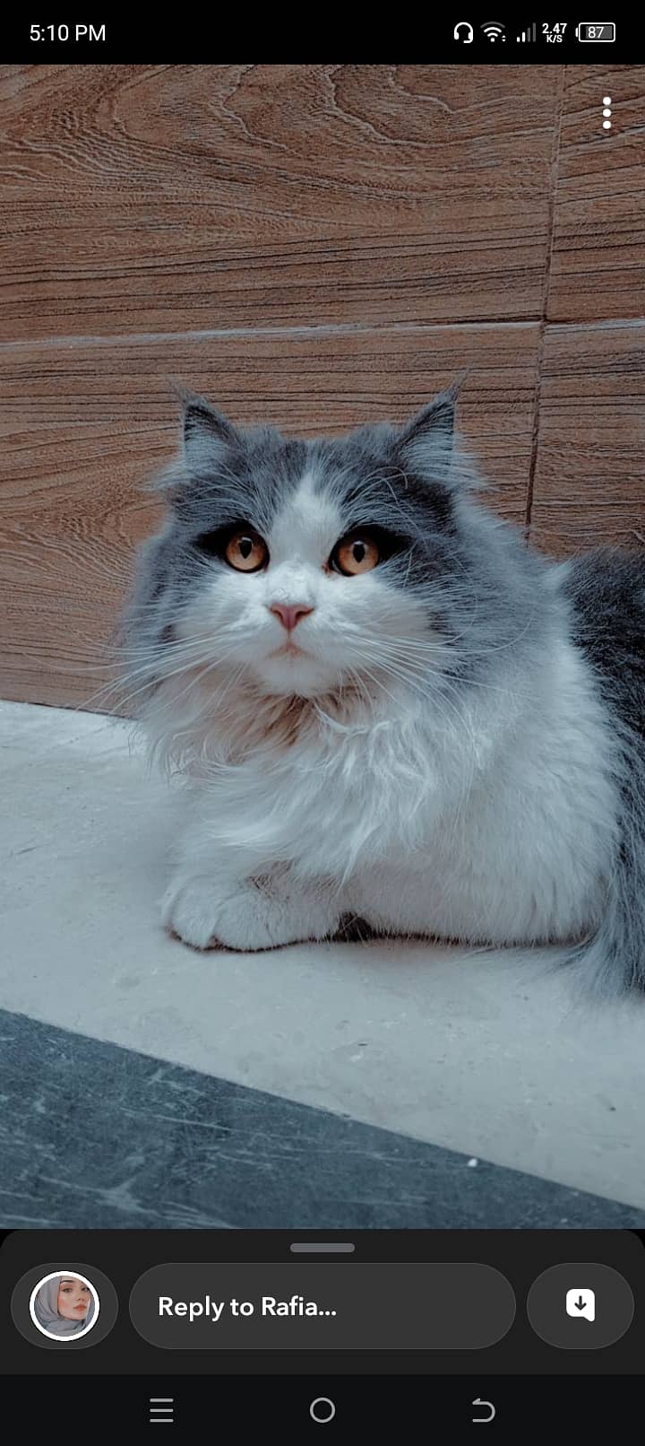 Persian male cat for sale name smily 1