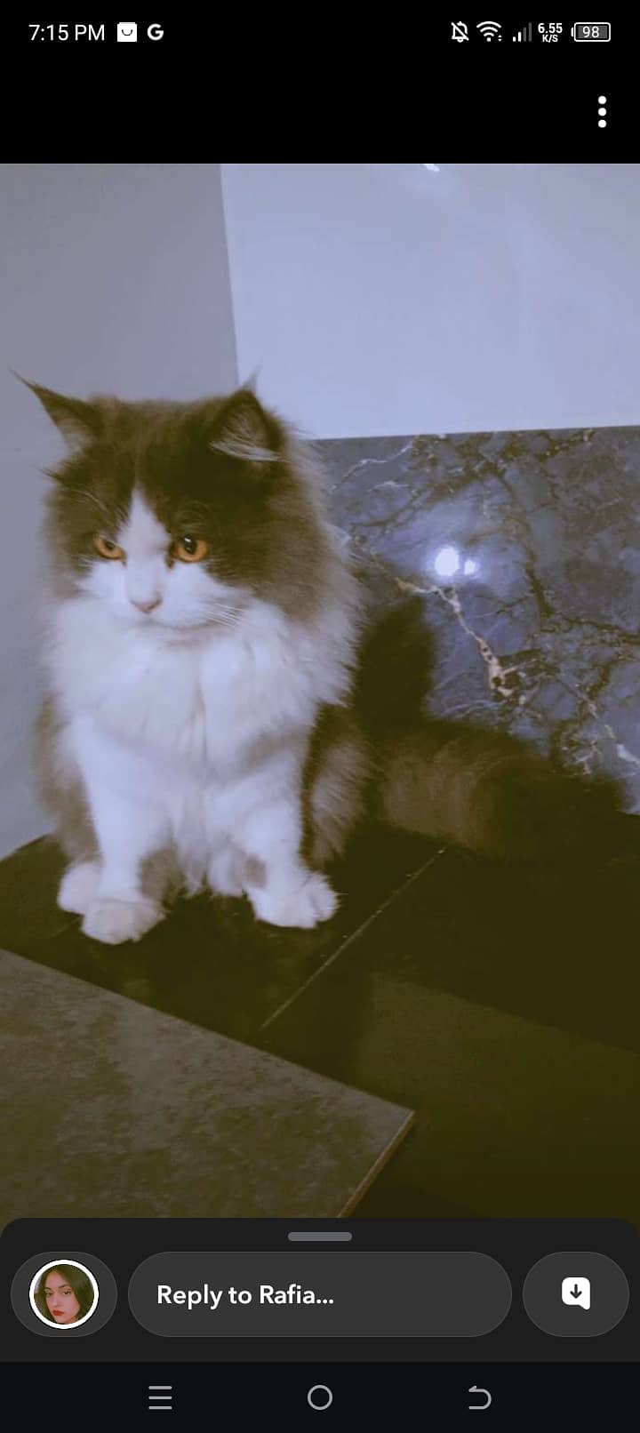 Persian male cat for sale name smily 2