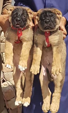 Afghan Kuchi Pair Dog Pair | kurdish kangal Security Dog For Sale