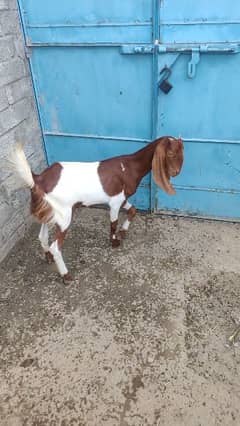 goats for sell