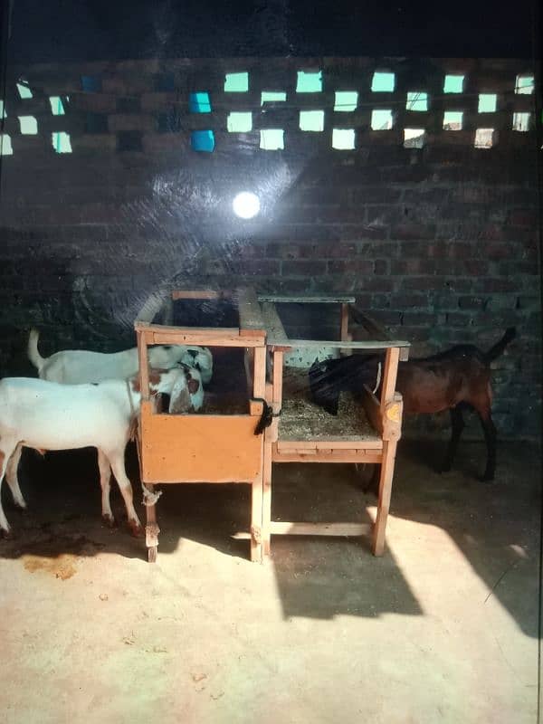 3 bakra age 7 months for sale 0