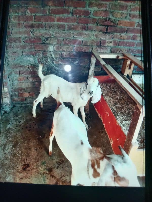 3 bakra age 7 months for sale 2