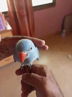 blue ringneck handtamed talking parrot