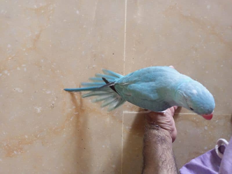 blue ringneck handtamed talking parrot 1