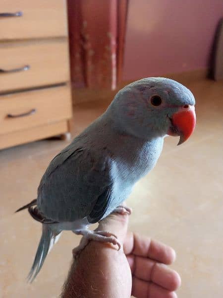 blue ringneck handtamed talking parrot 4