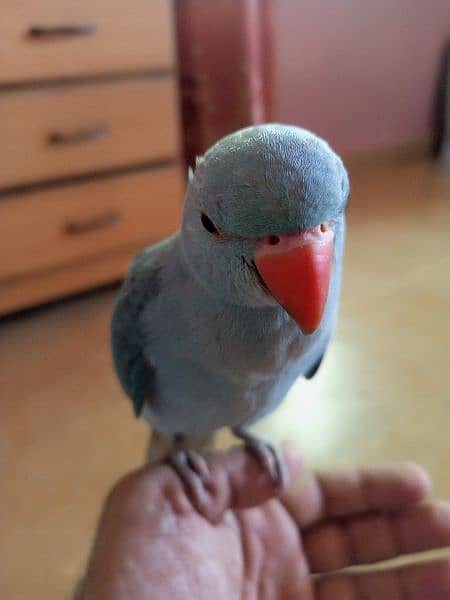 blue ringneck handtamed talking parrot 5