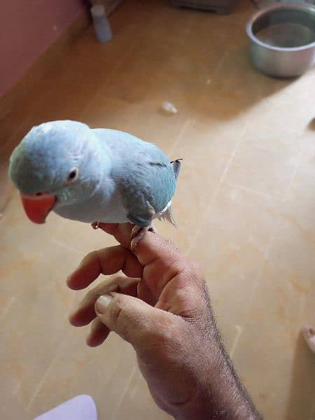 blue ringneck handtamed talking parrot 6