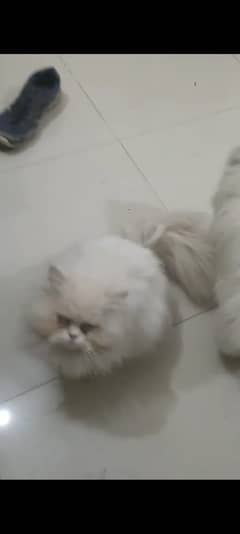 Male Persian Punch face pure cat   03032293774