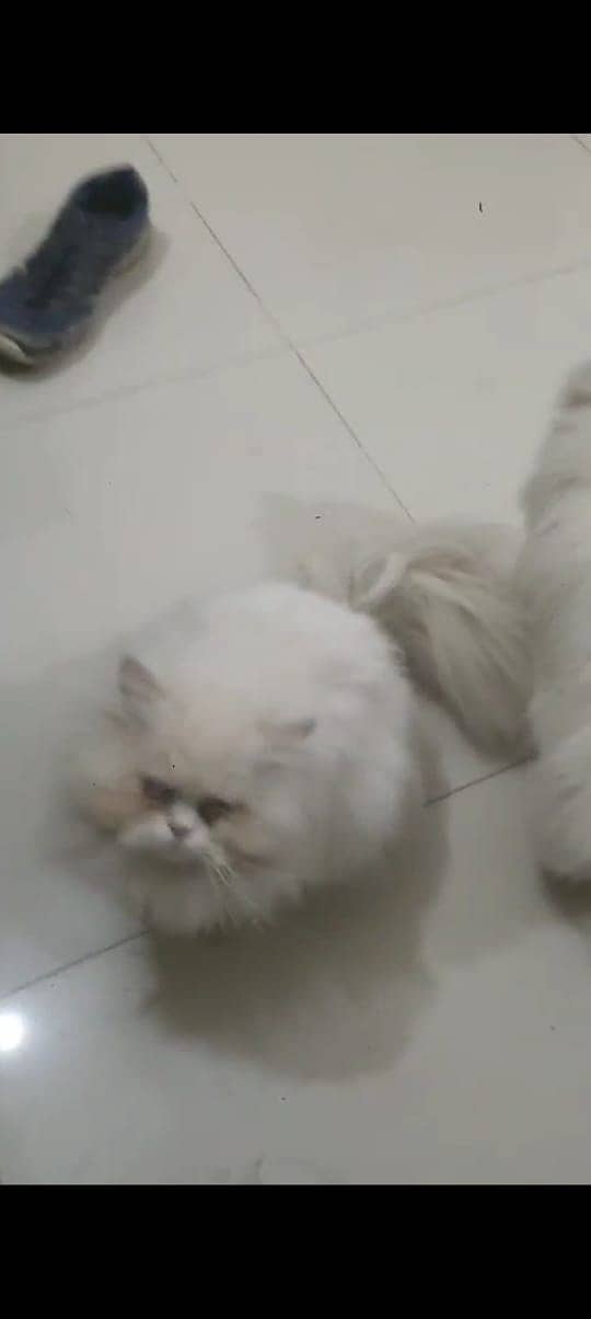 Male Persian Punch face pure cat   03032293774 0