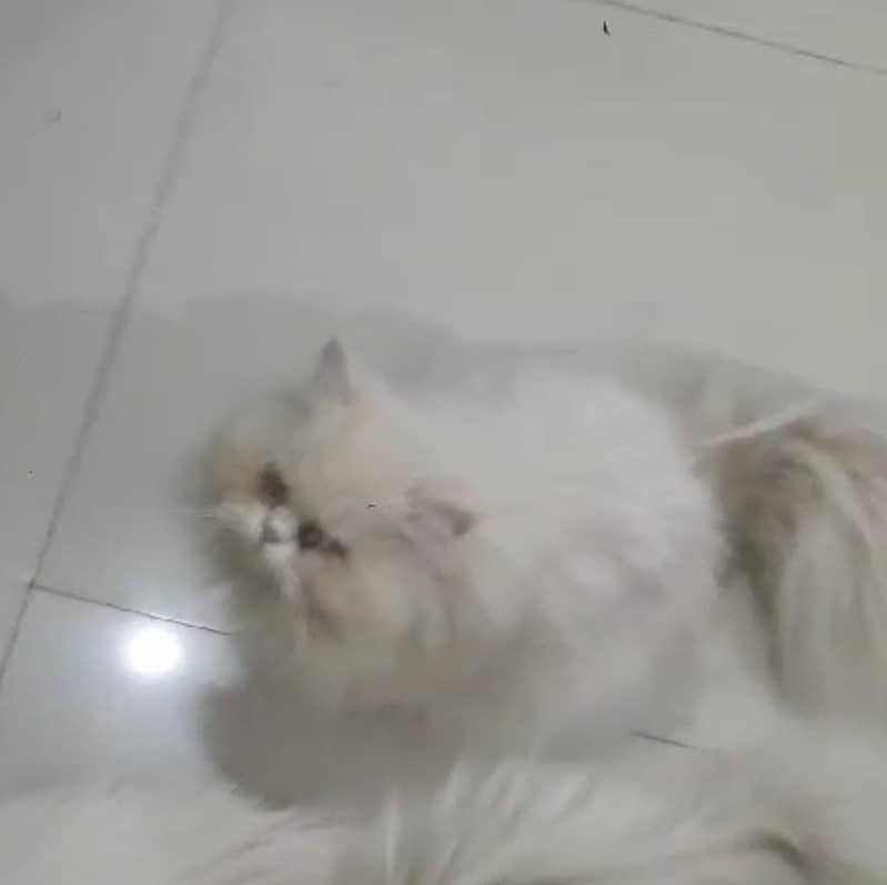 Male Persian Punch face pure cat   03032293774 2