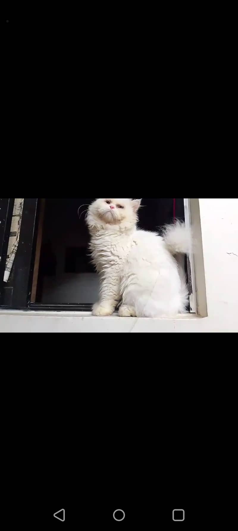 Male Persian Punch face pure cat   03032293774 3