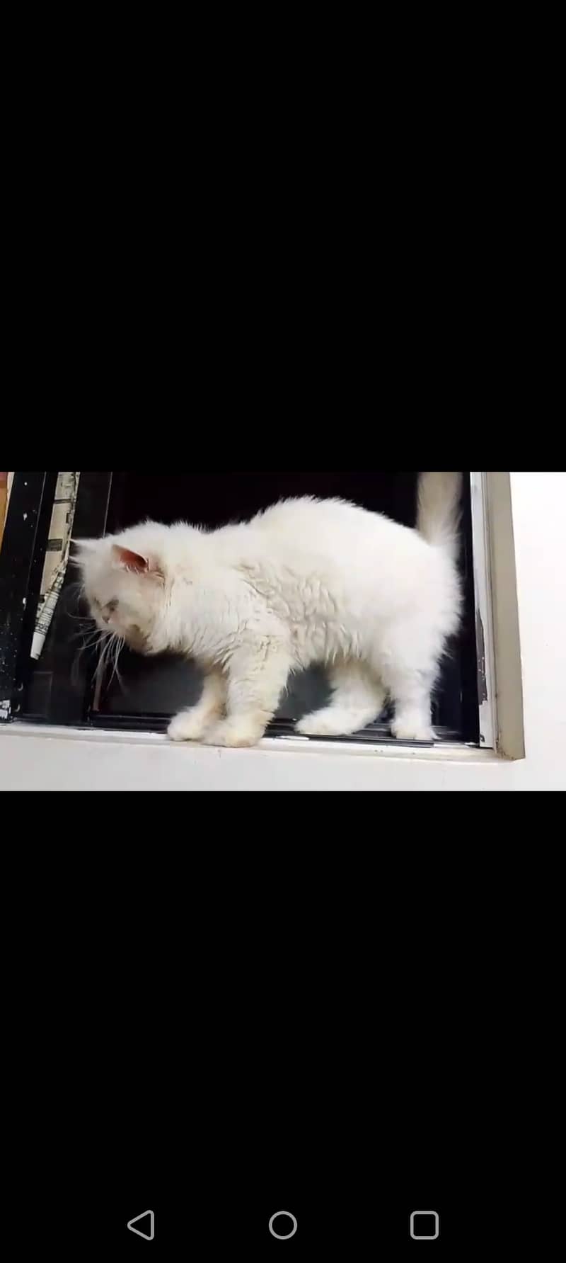 Male Persian Punch face pure cat   03032293774 5