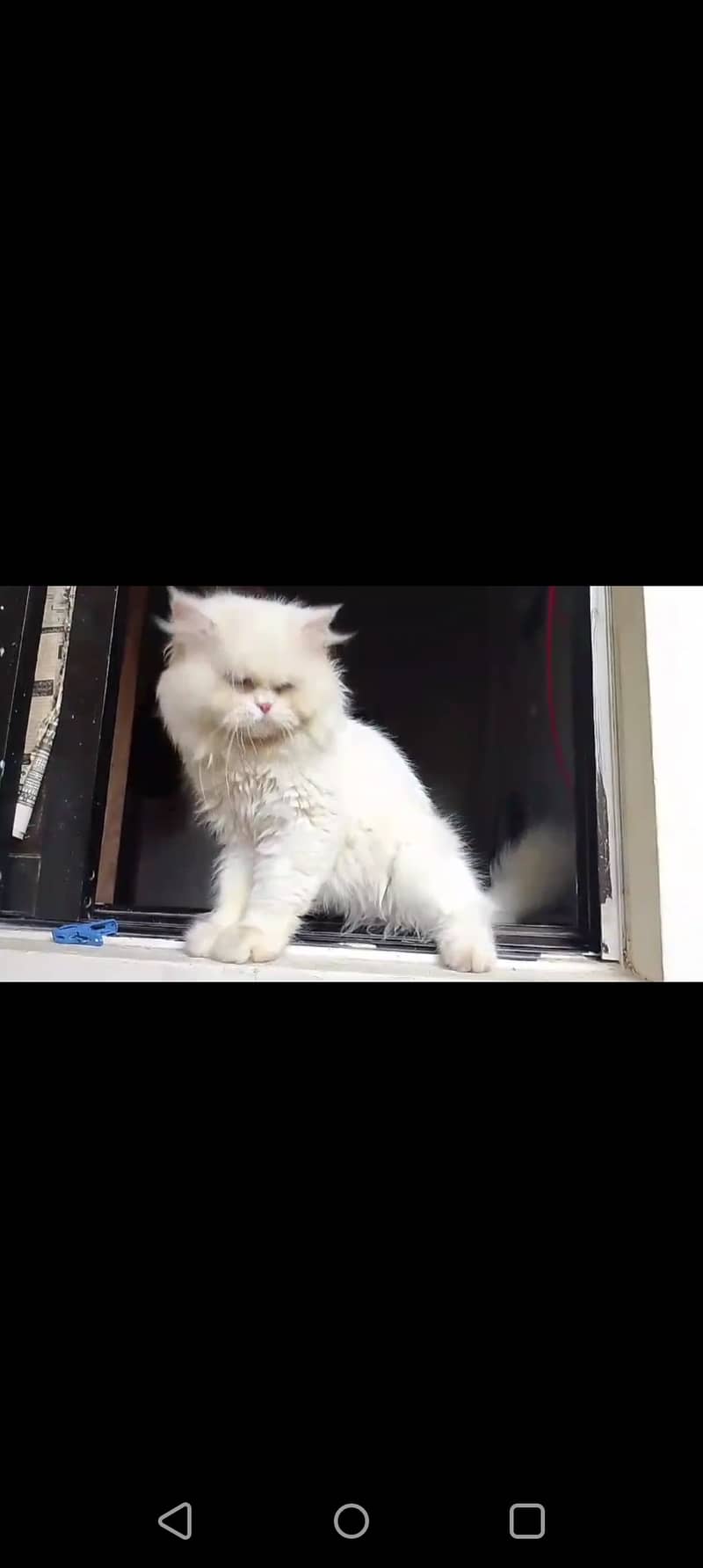 Male Persian Punch face pure cat   03032293774 6