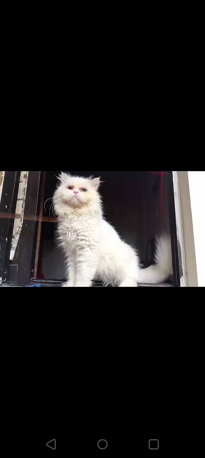 Male Persian Punch face pure cat   03032293774 8