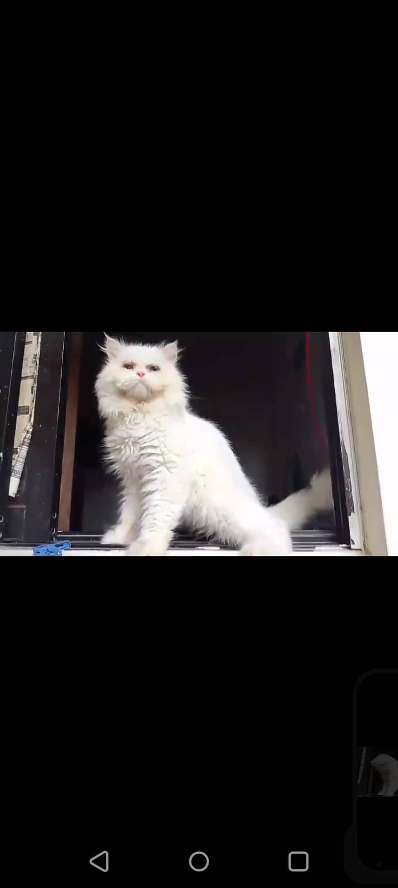 Male Persian Punch face pure cat   03032293774 10