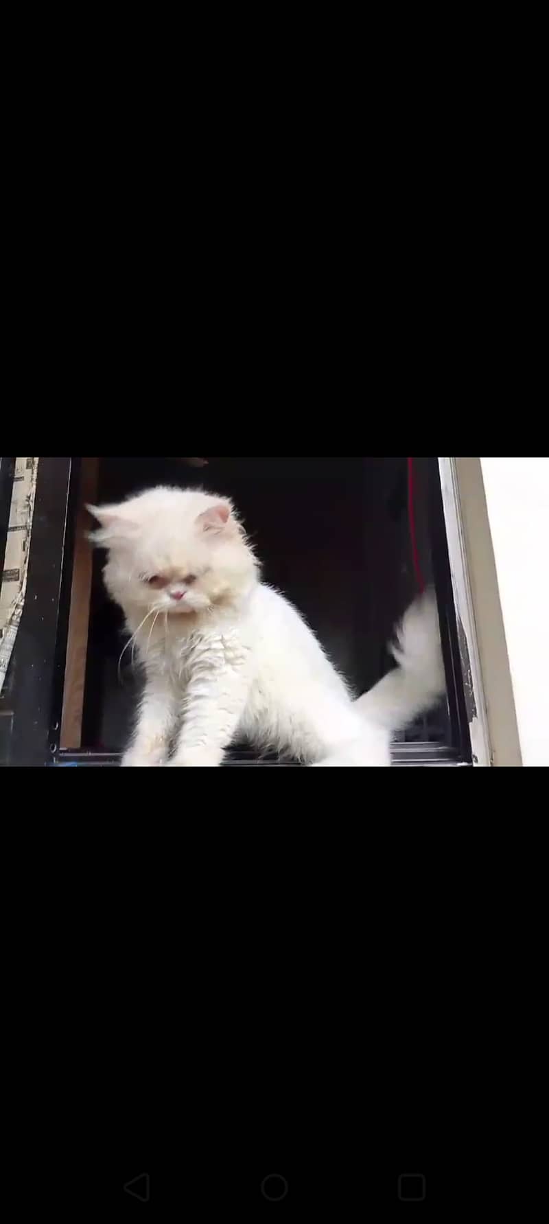 Male Persian Punch face pure cat   03032293774 12