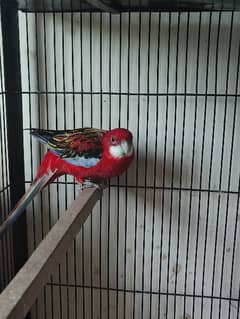 red rosella