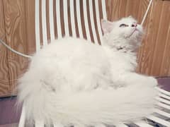 Persian Female kitten triple coated