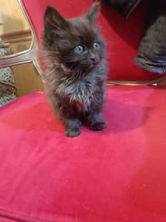 black Persian kitten grey eyes 2 month age