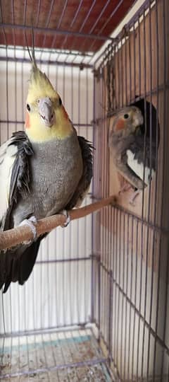 grey cockatiel breeder pair for sale