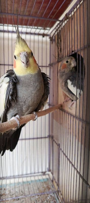 grey cockatiel breeder pair for sale 0