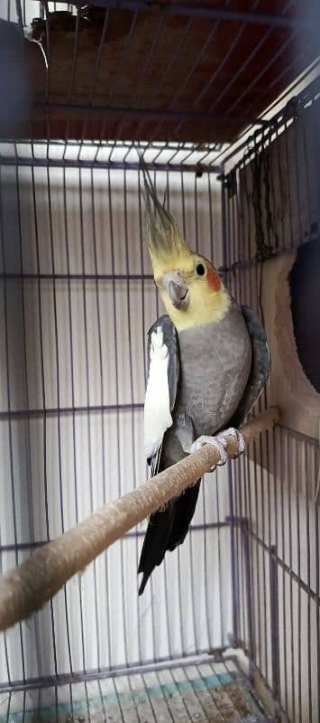 grey cockatiel breeder pair for sale 1