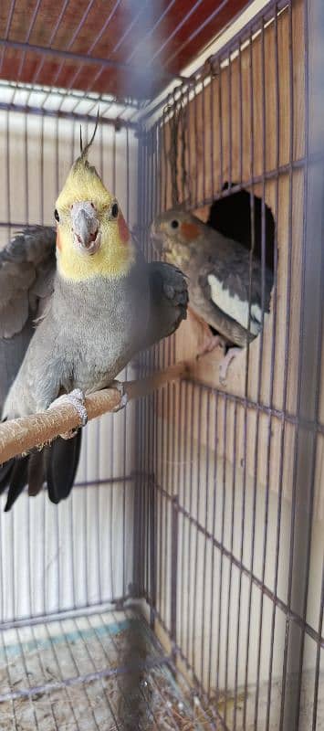 grey cockatiel breeder pair for sale 2