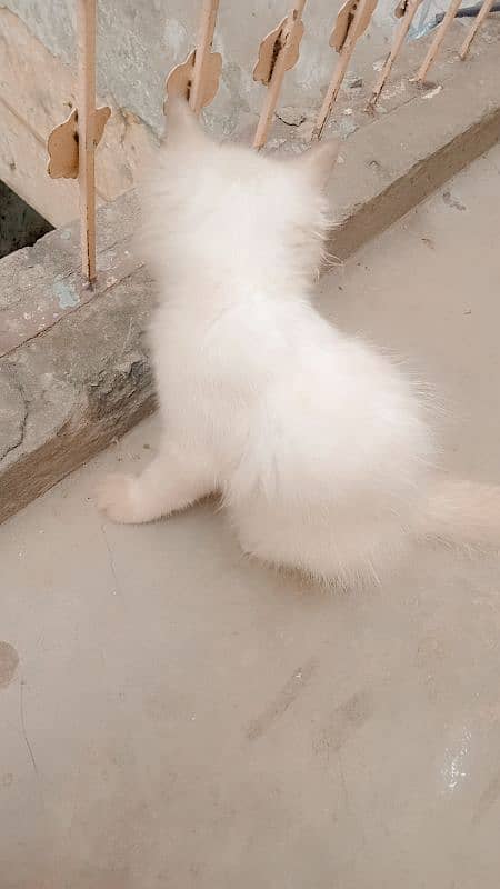 3 months age double coated hairs persian cat 1